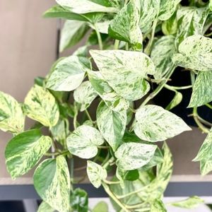 Marble Pothos Cutting